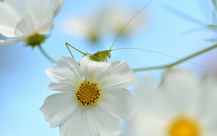 природа, насекомое, цветок, кузнечик, nature, insect, flower, grasshopper