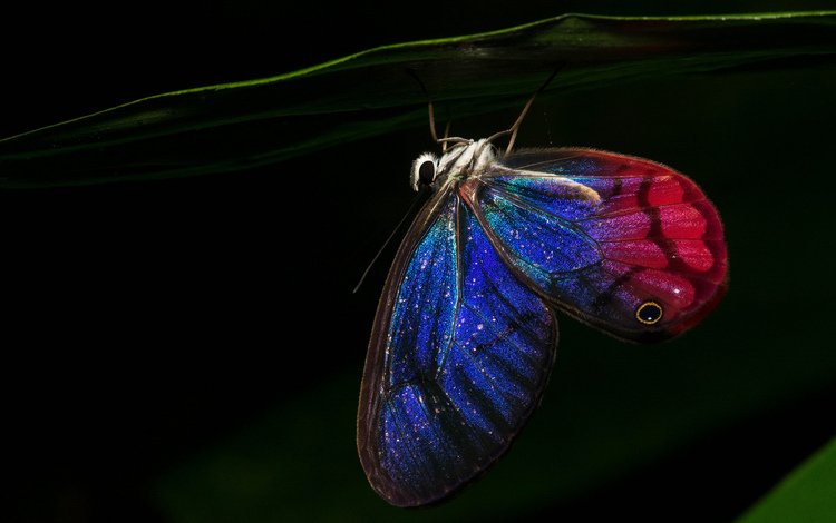 ночь, бабочка, крылья, night, butterfly, wings