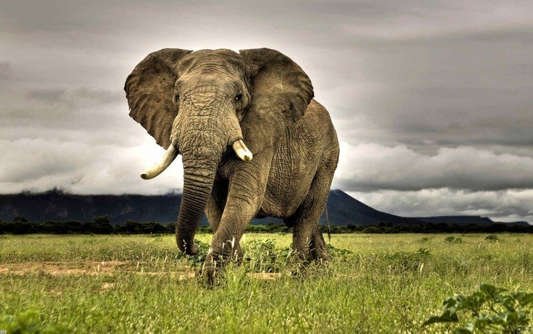 трава, природа, слон, африка, саванна, grass, nature, elephant, africa, savannah
