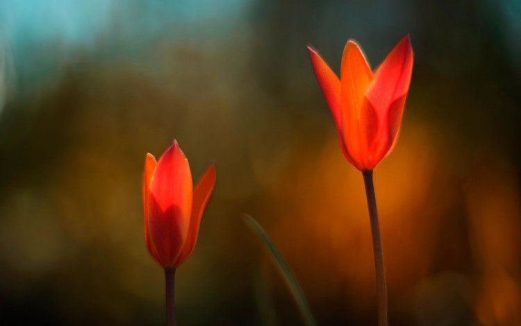 цветы, природа, красные, тюльпаны, flowers, nature, red, tulips