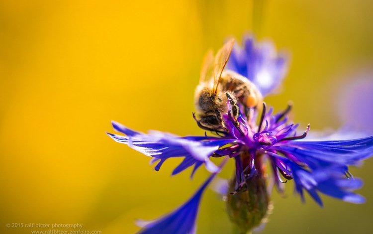 макро, насекомое, цветок, пчела, василек, macro, insect, flower, bee, cornflower