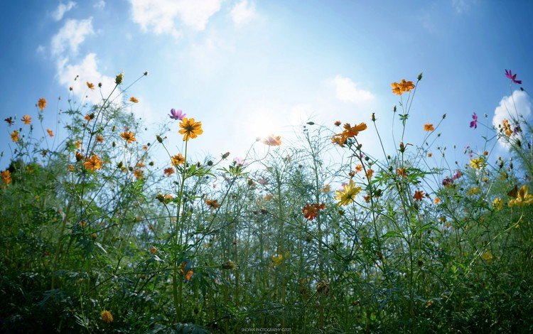 небо, цветы, облака, солнце, бутоны, листья, стебли, the sky, flowers, clouds, the sun, buds, leaves, stems