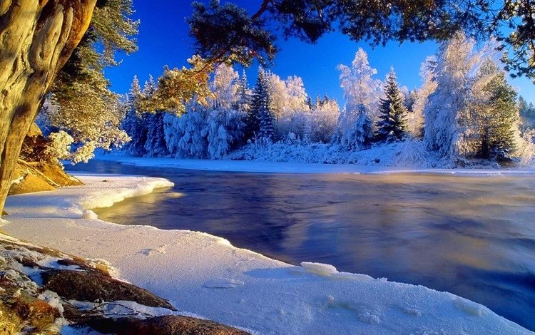 деревья, река, зима, иней, trees, river, winter, frost