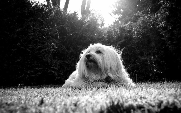 чёрно-белое, собака, гаванский бишон, болонка, бишон, ralf bitzer, black and white, dog, the havanese, lapdog, bichon