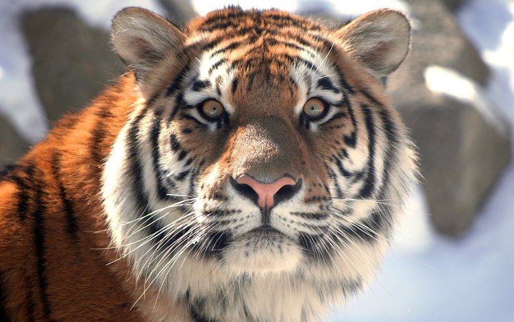 тигр, морда, кошка, взгляд, амурский, tiger, face, cat, look, amur