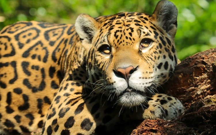 морда, взгляд, ягуар, face, look, jaguar