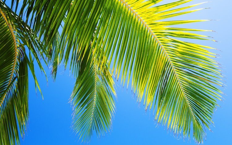 небо, природа, пальма, голубое, the sky, nature, palma, blue