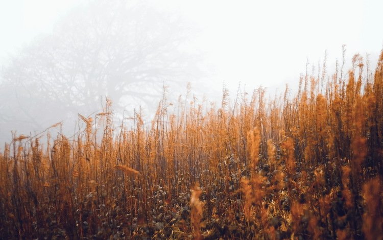 трава, туман, осень, grass, fog, autumn