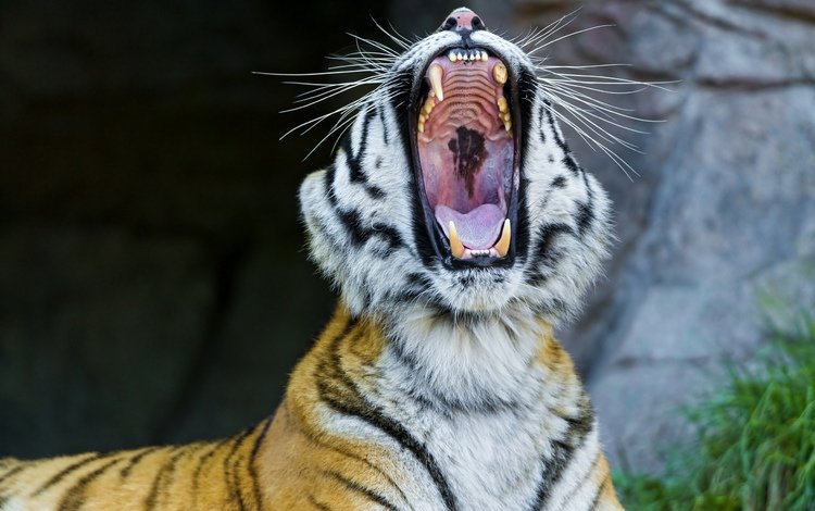 тигр, морда, клыки, пасть, зевает, дикая кошка, амурский тигр, tiger, face, fangs, mouth, yawns, wild cat, the amur tiger