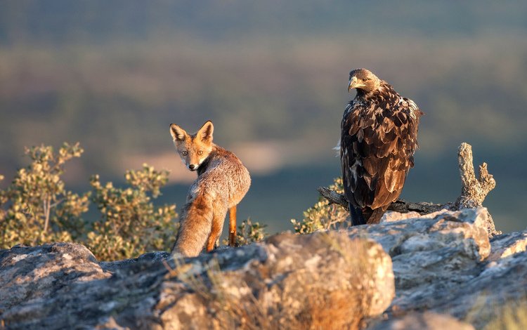 взгляд, лиса, орел, mortal enemies, look, fox, eagle