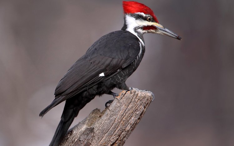 птица, клюв, перья, хвост, дятел, bird, beak, feathers, tail, woodpecker