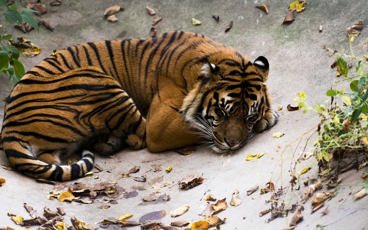 тигр, полоски, сон, лежит, хищник, отдых, дикая кошка, tiger, strips, sleep, lies, predator, stay, wild cat