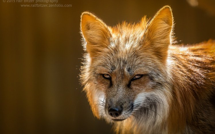 взгляд, лиса, лисица, ralf bitzer, look, fox
