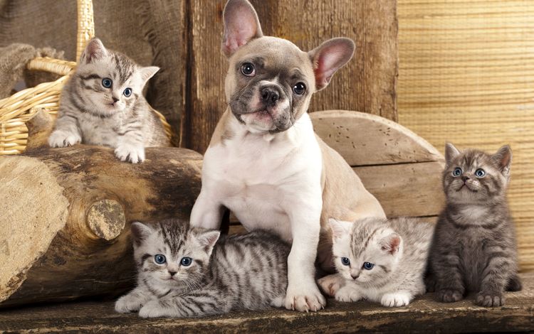 собака, котята, дружба, друзья, французский бульдог, dog, kittens, friendship, friends, french bulldog
