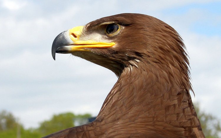 орел, птица, клюв, перья, eagle, bird, beak, feathers