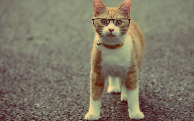 кот, очки, животное, ошейник, рыжий, cat, glasses, animal, collar, red
