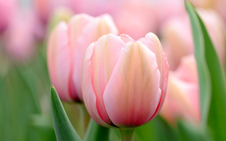 цветы, макро, весна, тюльпаны, розовые, боке, flowers, macro, spring, tulips, pink, bokeh