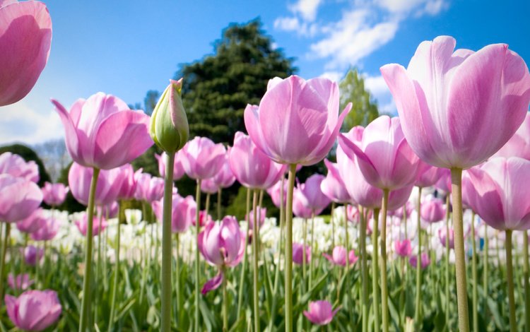 цветы, природа, бутоны, весна, тюльпаны, розовые, много, flowers, nature, buds, spring, tulips, pink, a lot