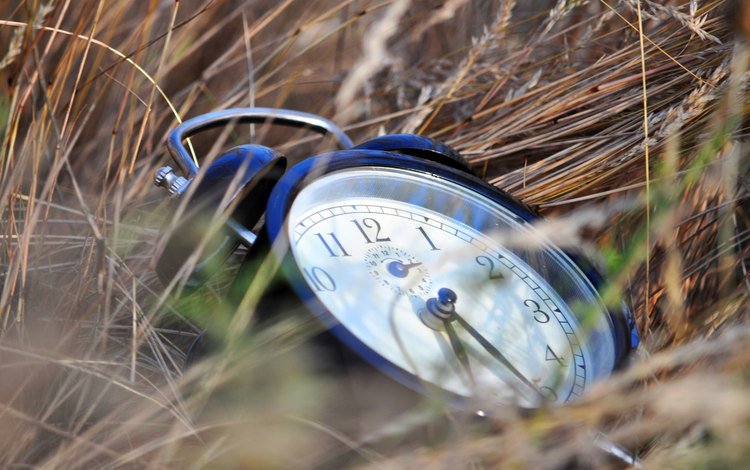трава, часы, время, grass, watch, time