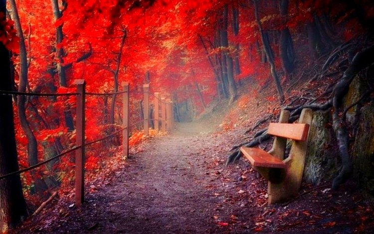 лес, тропинка, скамейка, forest, path, bench