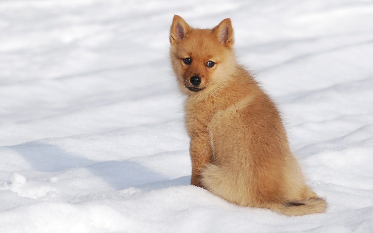 снег, зима, мордочка, взгляд, собака, щенок, шпиц, финский шпиц, snow, winter, muzzle, look, dog, puppy, spitz, the finnish spitz