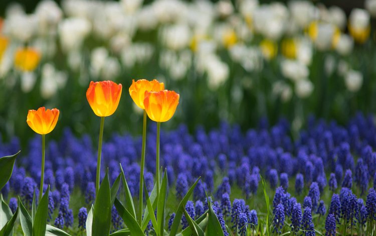 природа, поле, лепестки, сад, весна, тюльпаны, плантация, nature, field, petals, garden, spring, tulips, plantation
