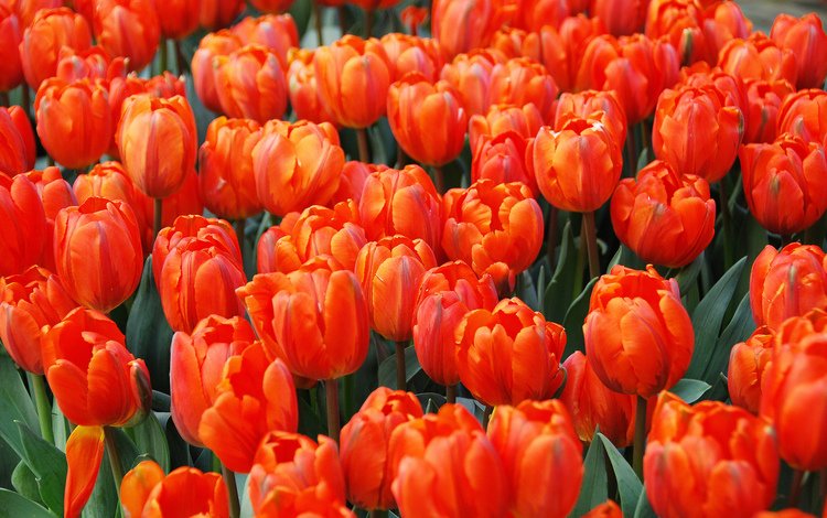 бутоны, тюльпаны, алые, buds, tulips, al