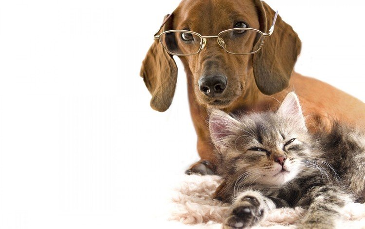 очки, котенок, собака, любовь, белый фон, такса, дружба, glasses, kitty, dog, love, white background, dachshund, friendship