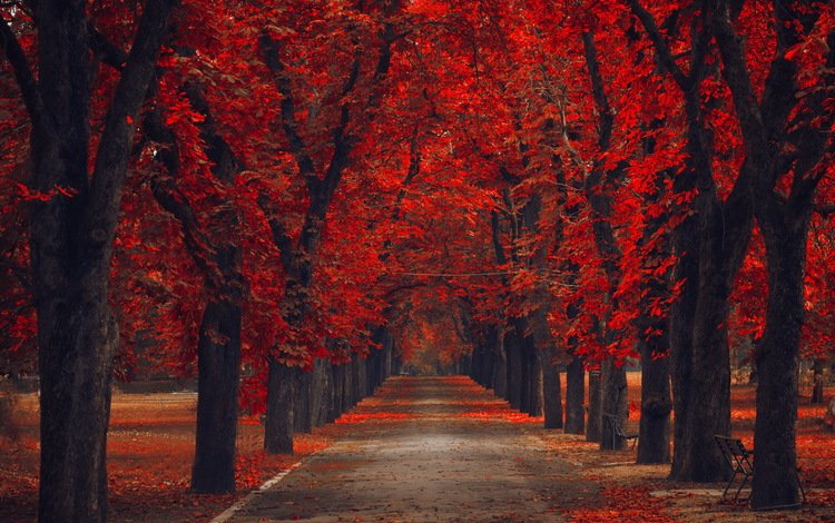 деревья, парк, осень, trees, park, autumn