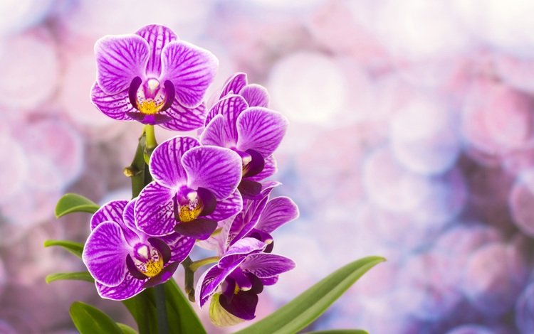 цветы, цветение, лепестки, орхидея, фиолетовые, фаленопсис, flowers, flowering, petals, orchid, purple, phalaenopsis