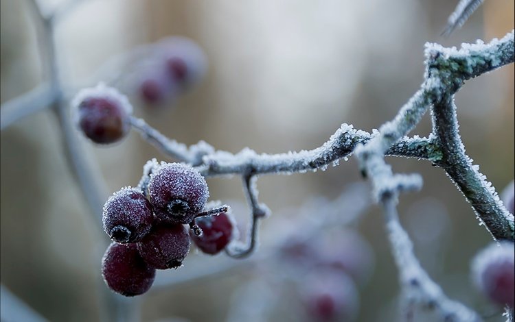 ветка, природа, зима, макро, мороз, иней, красные, ягоды, branch, nature, winter, macro, frost, red, berries