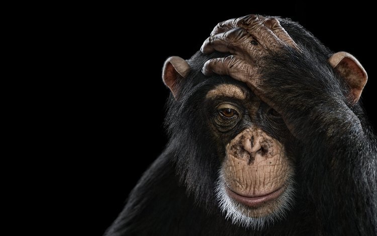 фон, обезьяна, шимпанзе, chimpanzee, брэд уилсон, background, monkey, chimpanzees, brad wilson
