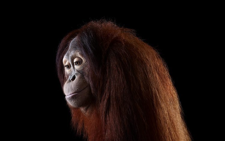 фон, обезьяна, орангутанг, орангутан, брэд уилсон, background, monkey, orangutan, brad wilson