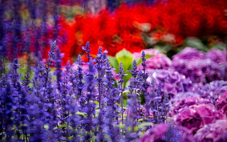 цветы, лаванда, клумба, гортензия, braemar hill, hong kong island, hk, flowers, lavender, flowerbed, hydrangea