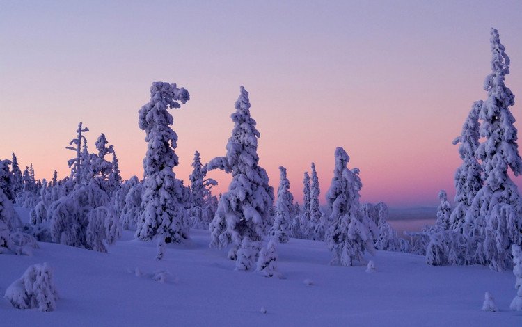 деревья, снег, закат, зима, финляндия, леви, лапландия, trees, snow, sunset, winter, finland, levi, lapland