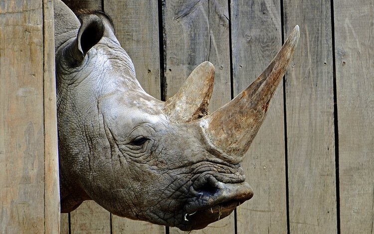 морда, фон, носорог, зоопарк, face, background, rhino, zoo