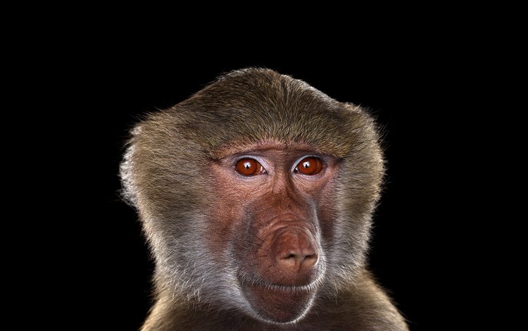 фон, обезьяна, бабуин, брэд уилсон, background, monkey, baboon, brad wilson