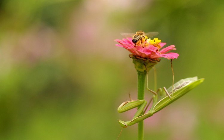 природа, цветок, насекомые, пчела, богомол, nature, flower, insects, bee, mantis