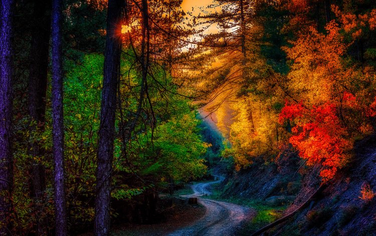 дорога, листья, пейзаж, осень, road, leaves, landscape, autumn
