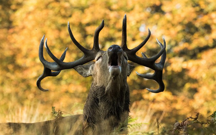 природа, олень, осень, рога, сигнал, nature, deer, autumn, horns, signal