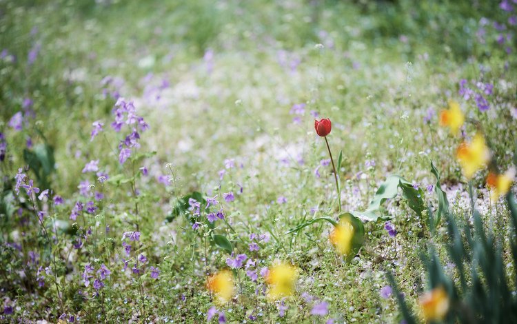 цветы, трава, поле, луг, тюльпан, колокольчики, нарциссы, flowers, grass, field, meadow, tulip, bells, daffodils