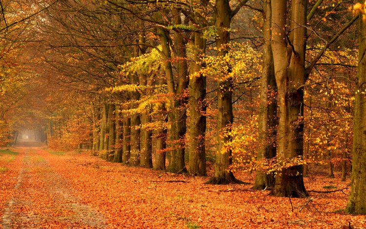 дорога, деревья, пейзаж, осень, road, trees, landscape, autumn