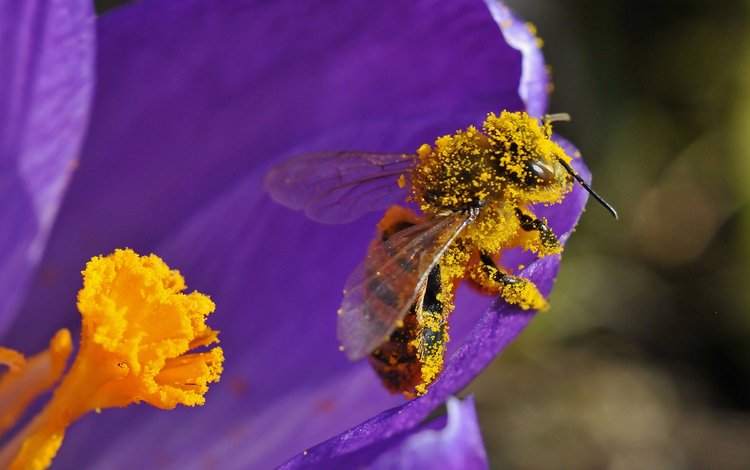 насекомое, цветок, лепестки, пчела, пыльца, insect, flower, petals, bee, pollen