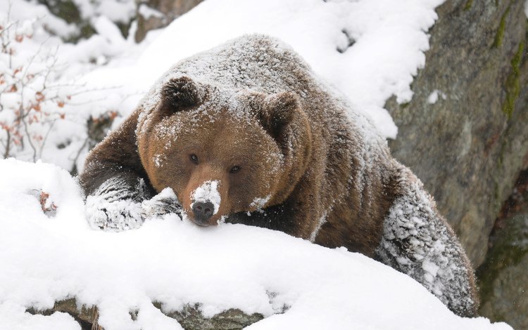 зима, медведь, тайга, бурый, winter, bear, taiga, brown
