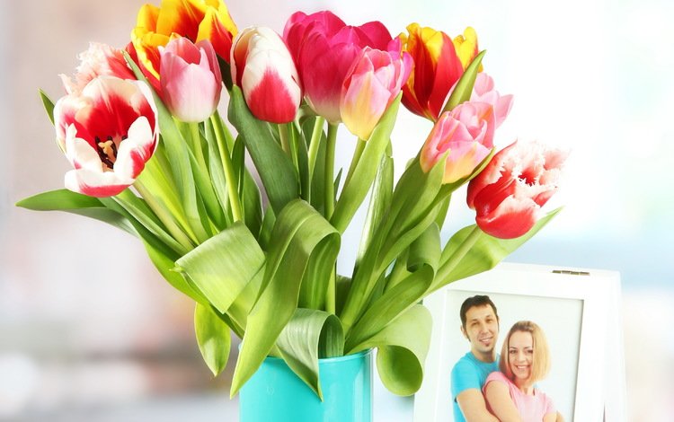 фото, тюльпаны, тульпаны, photo, tulips