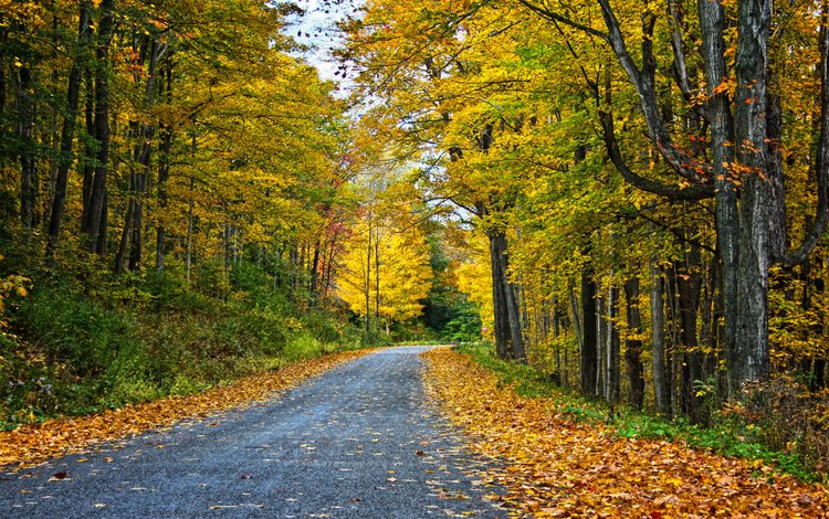 дорога, деревья, лес, пейзаж, осень, road, trees, forest, landscape, autumn