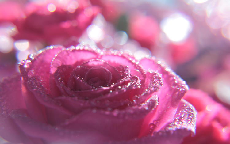 макро, цветок, капли, роза, розовый, macro, flower, drops, rose, pink