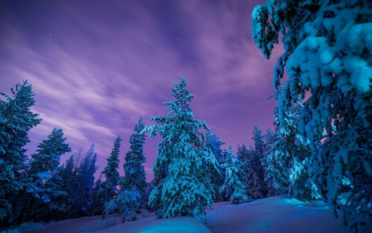 деревья, снег, лес, зима, сугробы, финляндия, лапландия, trees, snow, forest, winter, the snow, finland, lapland