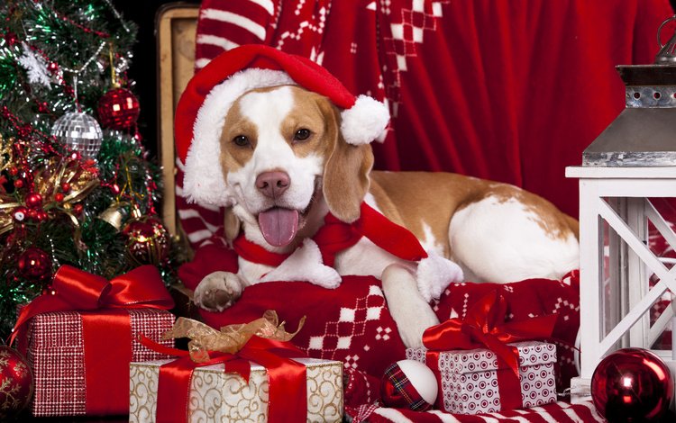 новый год, бигль, елка, подарки, собака, шарики, фонарь, плед, колпак, new year, beagle, tree, gifts, dog, balls, lantern, plaid, cap