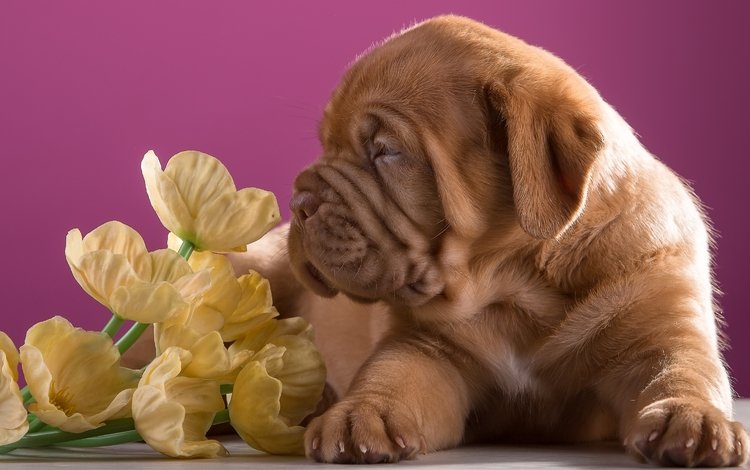 цветы, щенок, профиль, порода, бордоский дог, flowers, puppy, profile, breed, dogue de bordeaux